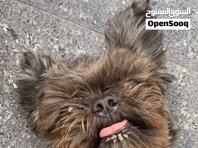 كلب شيتزو الاسم: (روكي)