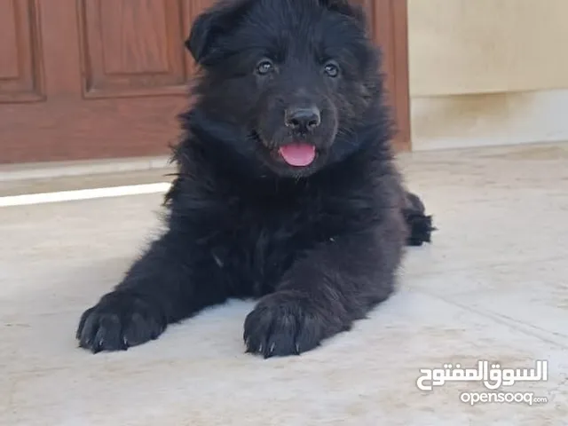 Royal black dog with pedigree