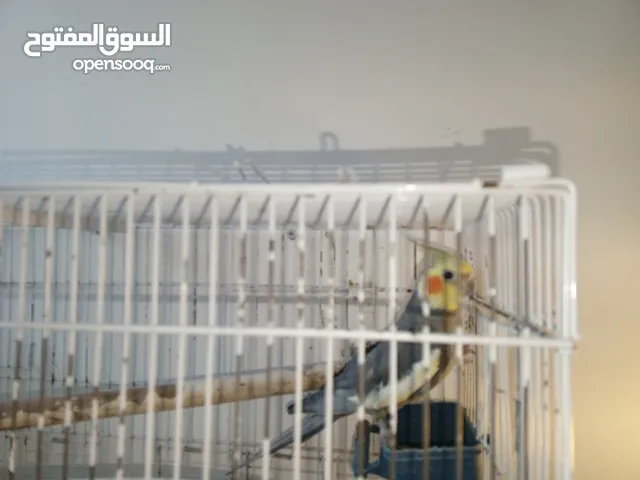 ببغاء كوكتيل ذكر منتج حبة طويلة