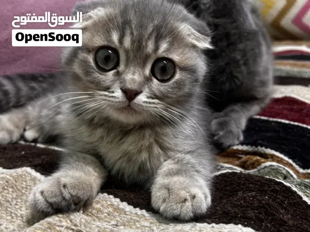 3 قطط اسكوتش فولد اب وام  متطعمين كامل ومعهم ابنهم