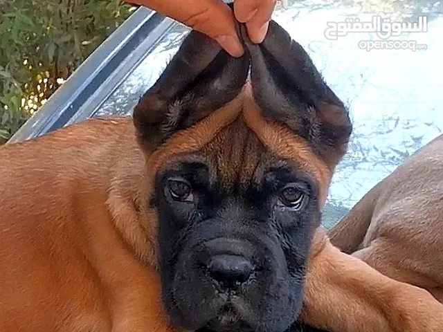 اقوي بنت كين كورسو مستوي عالمي