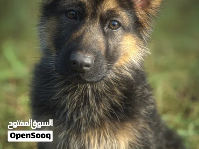 جيرمن شيبرد العمر شهرين مستوى 400