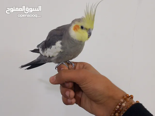 النوع: كوكتيل حبشي. العمر: سنه: الجنس: ذكر