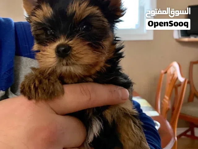 Adorable Male And Female Yorkshire Terrier Puppies