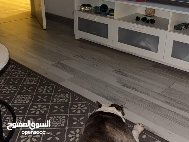 امركن بولي ذكر
