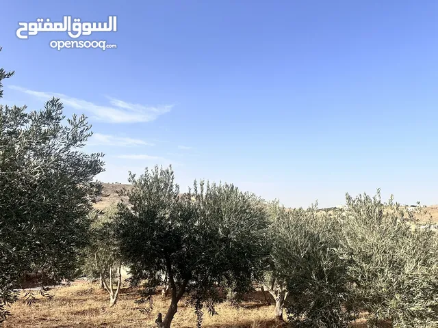 Residential Land for Sale in Zarqa Birayn