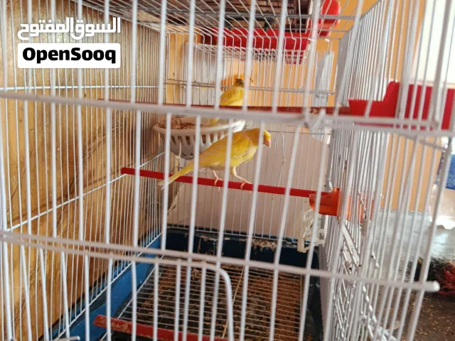 طيور كنار للبيع