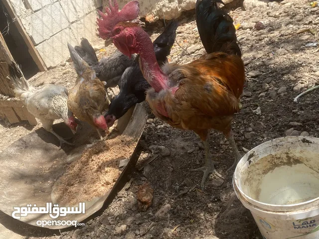 جاج بلدي للبيع عدد 4+ديك