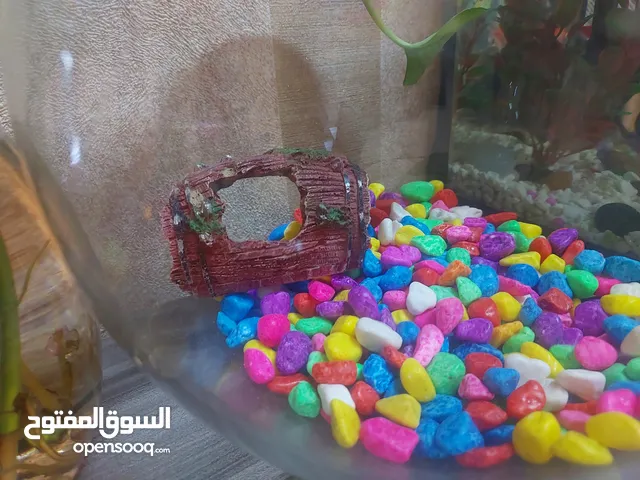 large fish bowl for betta fish and other species