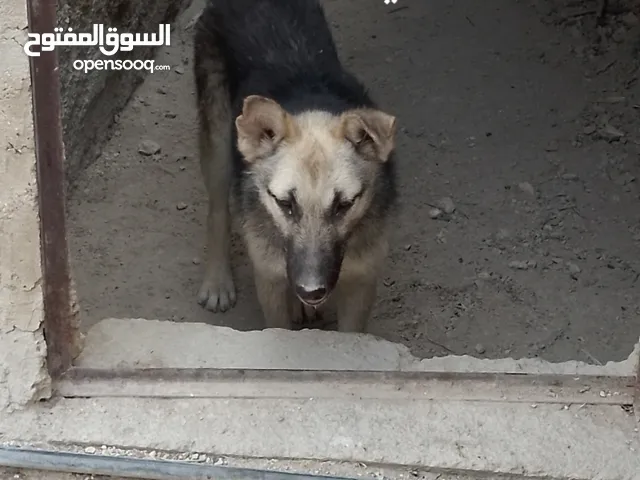 كلاب هاسكي وجيرمن
