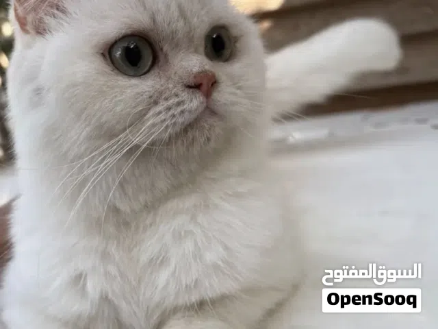 سكوتش فولد  بيور للبيع