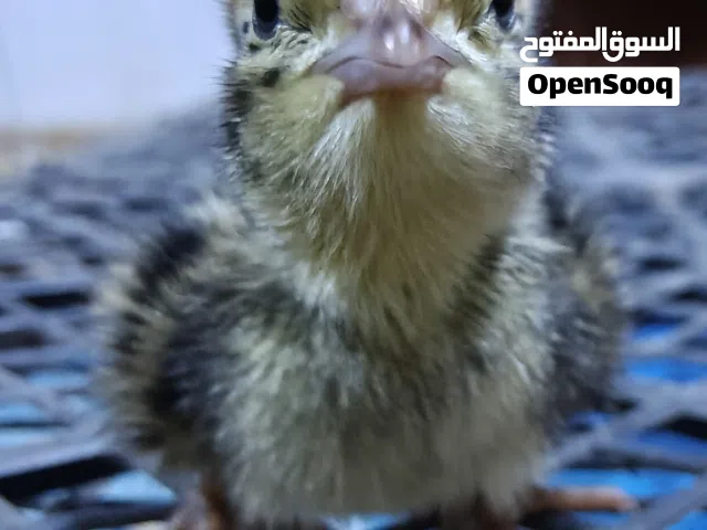 افراخ دجاج عرب وأبو ركيبه