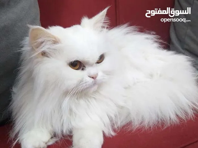 قطط شيرازي للبيع او التبني في الأردن : افضل سعر
