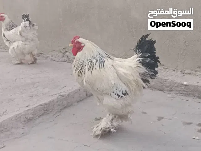متوفر لدينا دجاج براهما أصول مستوى عالي مضمون ضمانة صحه وحجم وسليمين من اي عيوب اطلب الان ولاتتردد.