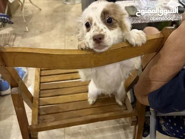 جراوي جريفون للبيع العمر شهرين