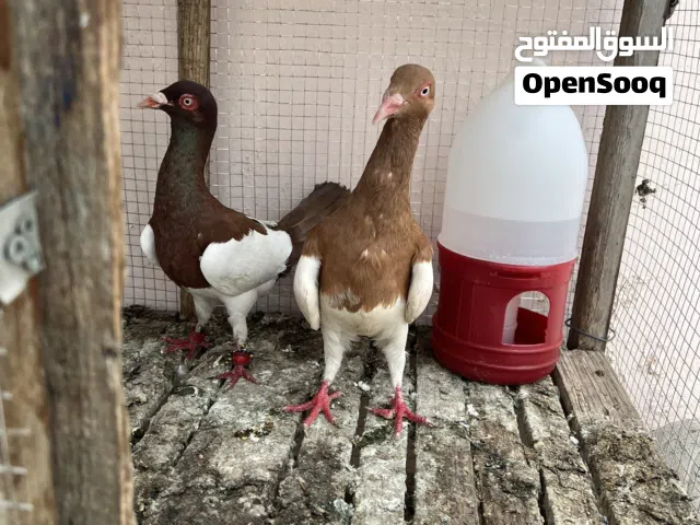 جوز مكابي للبيع