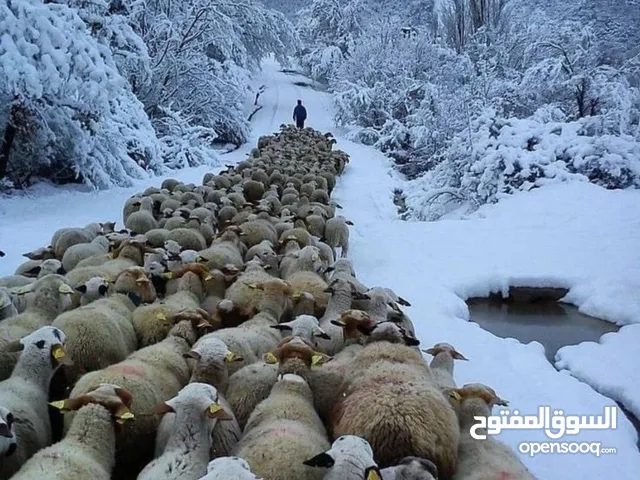 متوفر راعي غنم وابل دولة السودان وتشاد