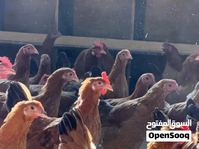 سلالات دجاج فرنسي وكولومبي وبيض مخصب وبيض مائدة ودجاج زينة وسمان (فري) أمريكي جامبو ونعام أفريقي