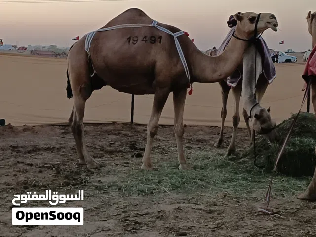 ناقه محليه طيبه ثنو ماعليها كلام ناقة لبن وهاديه تحته بكره