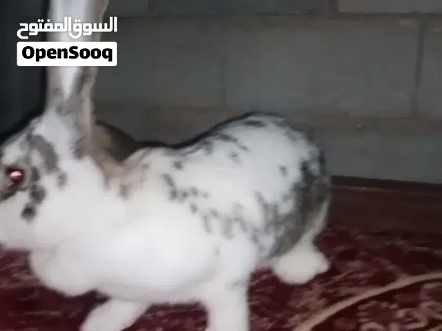 انثى اللهم بارك اقرأ الوصف كاش او تحويل السعر 1000 دينار وغير قابل للنقاش