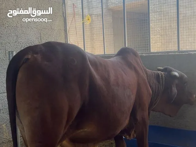 ثور مطعوم طعام الدار ويلي جاد يتواصل مع صاحب الرقم في الوصف