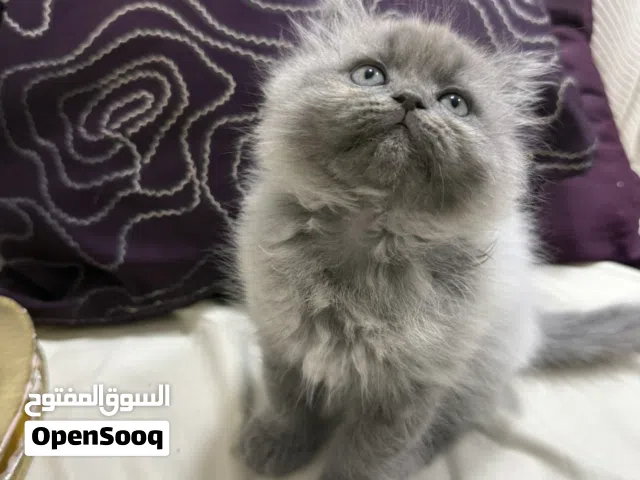 قط برتش