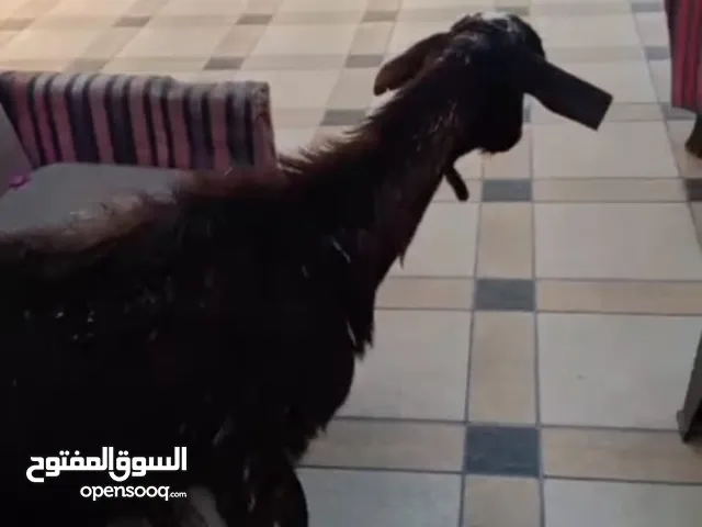 بسم الله ماشاء الله عنزين شاميات للبيع السن جمع