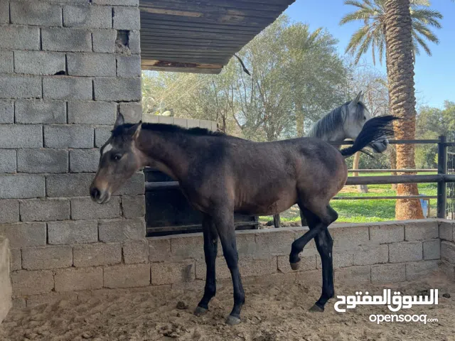 فلو ولد فيقارو