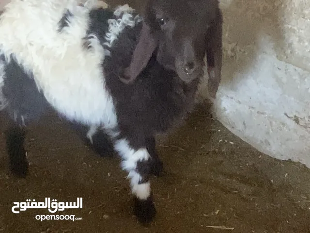 نعجه وراها عابوره عمره قريب الشهرين