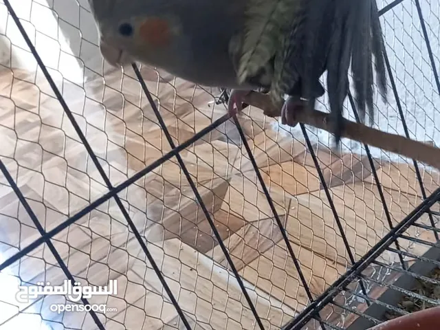 عصافير كوكتيل