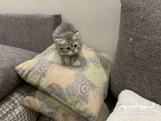 قطط كيتن للبيع العمر شهرين
