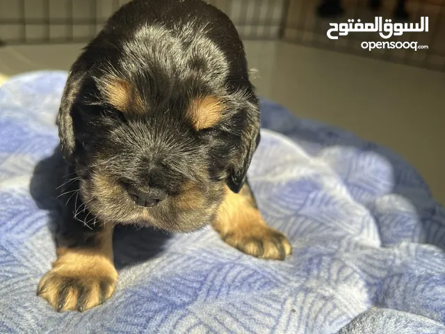 Spaniard cocker puppies