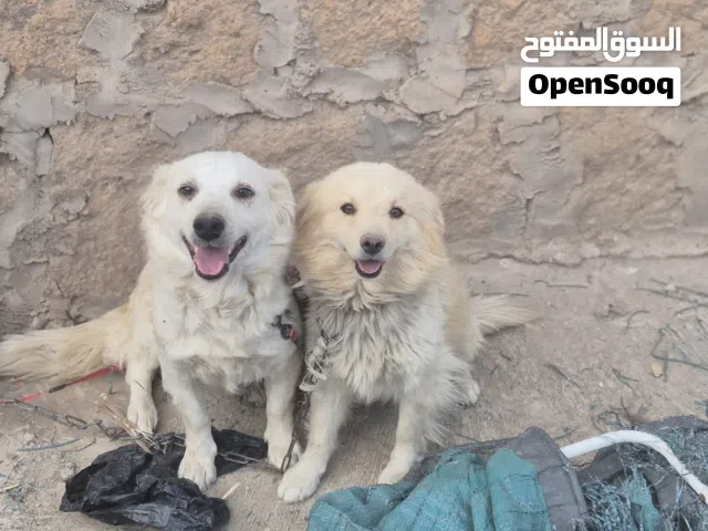زوج كلاب امريكي حاجه روعه عرررطه ب 15 الف البيع بسبب السفر