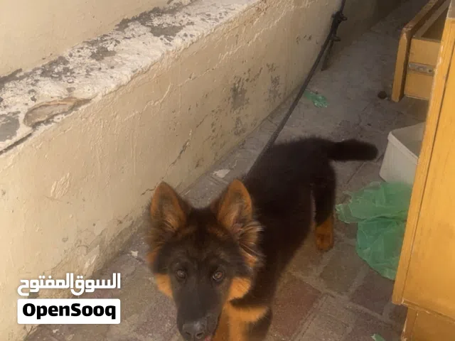 كلب جيرمن شيبرد الراعي الالماني عمرة 5 شهور