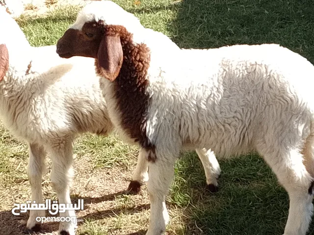 خروف وفطيمه توميات تبارك الله العمر شهرين