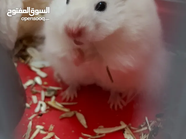 هامستر مع قفص خاص بي كامل أليف وصحه فول