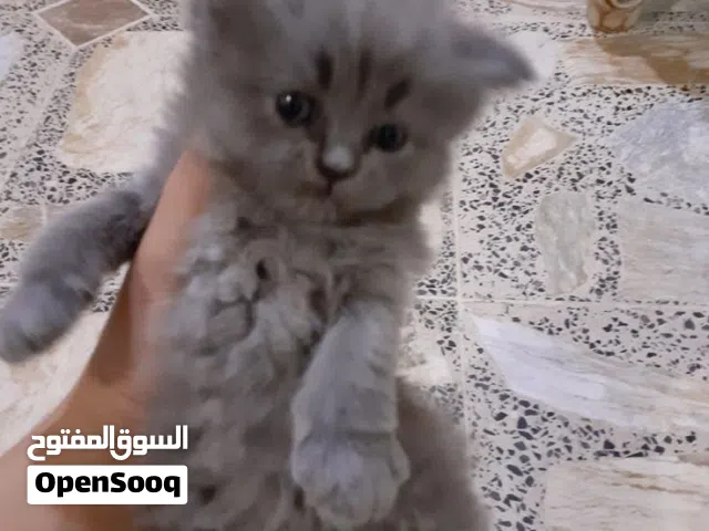 ابحث عن قطه صغيره للتبني شيرازي