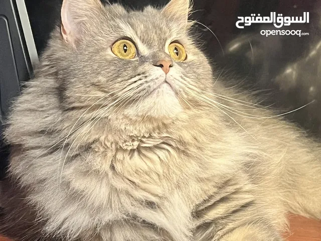 چيسي للتبني لظروف طارئه
