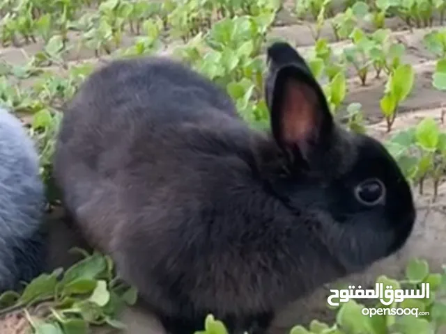 ارانب دروف القزم