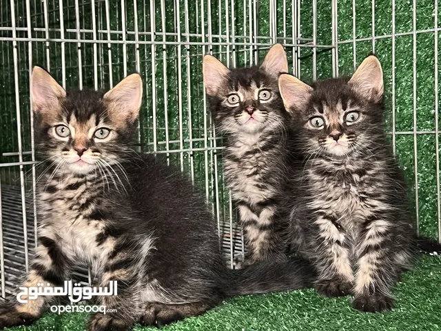 السلام وعليكم 10 ذكوره 3 اينات ربي يبارك ونضاف طرابلس توصيل فقط