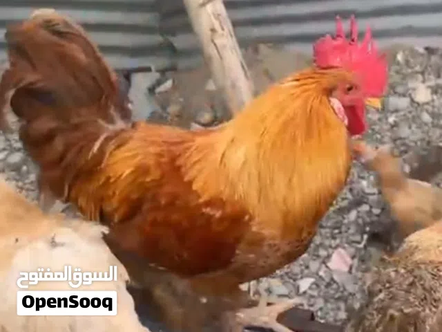 يوجد معانا دواجن ذكور فقط