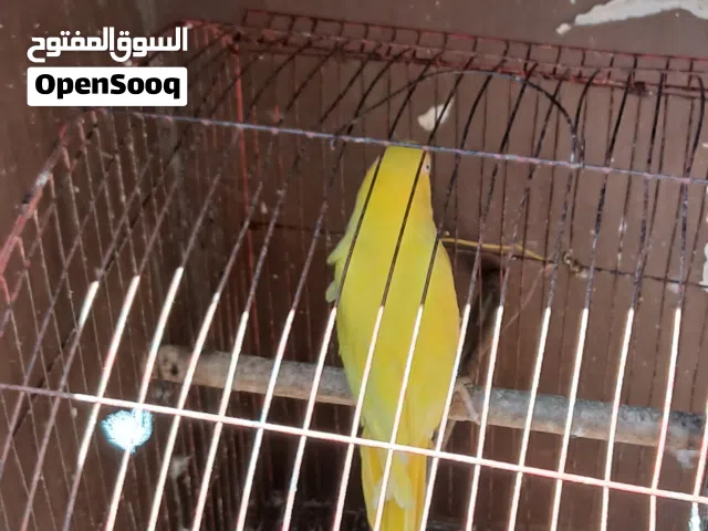 نتايه دوره سوبر جنبو لا ينقصها اي شيئ عمر 3سنوات