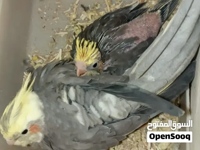 زوج كوكتيل جواهم بيض ومنتجات