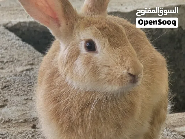 ارانب للبيع مكس هولندي مع عماني