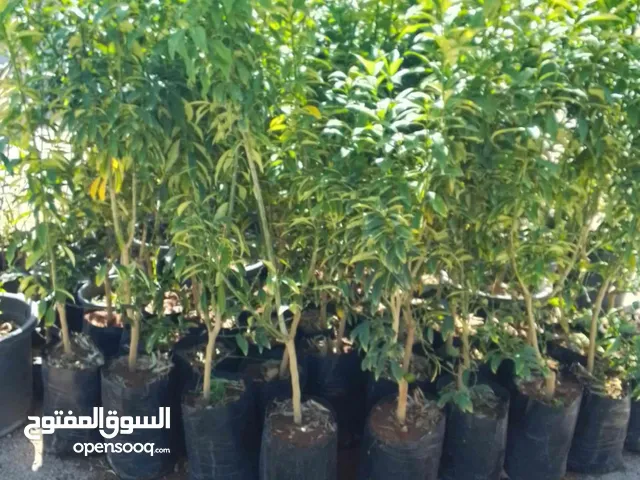 بيع جميع انواع الأشجار المثمرة والزينه
