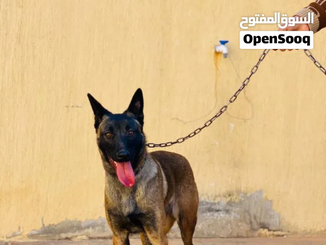 كلبة مالينو عمرها بين 9 و10 شهور نشيطة، قوية، وصحتها ممتازة :%.