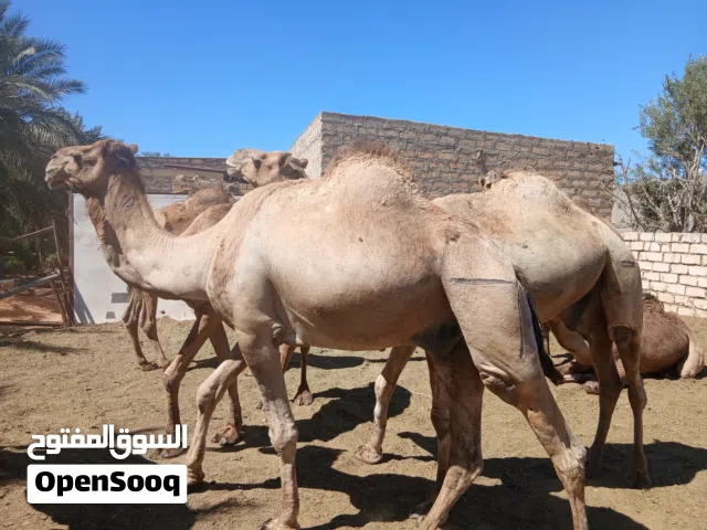 جمال اضاحي