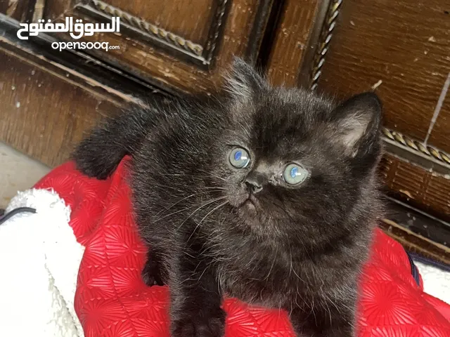 قطط جاهزين لبيتهم الجديد