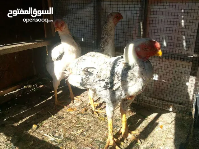 طقم الماني اول فتوح للبيع