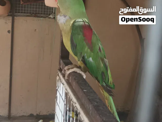 بغبغاء للبيع